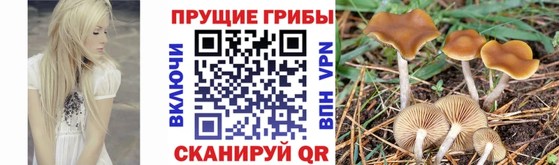 Псилоцибиновые грибы MAGIC MUSHROOMS закладка mega зеркало Щигры